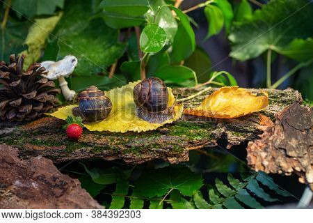Large Snails Crawling Along The Bark Of A Tree. Burgudian, Grape Or Roman Edible Snail From The Heli