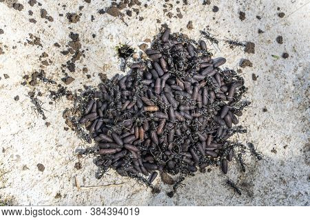 Ant And The Nest Of Ants, Close Up, Tanzania, Africa