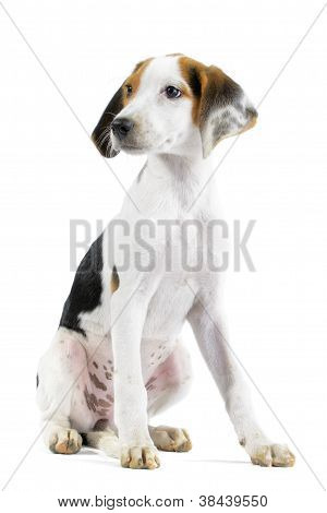 Sabueso Mix Puppy