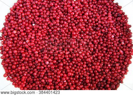 There Are A Lot Of Red Lingonberries In The Background. Photo Background Concept With Berries. Red C