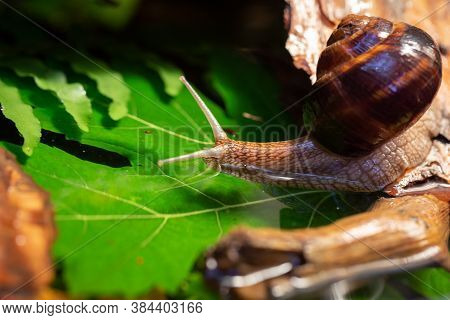 Large Snails Crawling Along The Bark Of A Tree. Burgudian, Grape Or Roman Edible Snail From The Heli