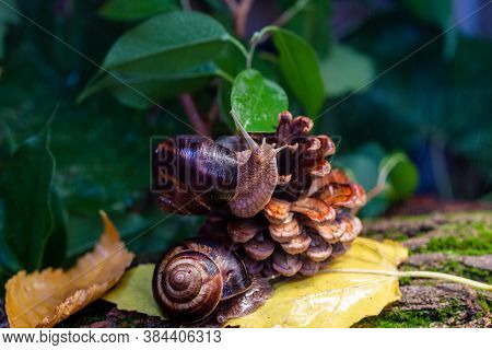 Large Snails Crawling Along The Bark Of A Tree. Burgudian, Grape Or Roman Edible Snail From The Heli