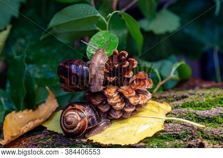 Large Snails Crawling Along The Bark Of A Tree. Photo In The Wild. Burgudian, Grape Or Roman Edible 