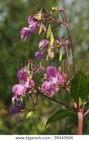 Himalayan Balsam kwiaty
