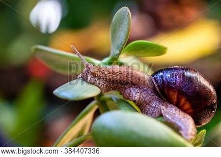 Large Snail On A Tree Branch. Burgudian, Grape Or Roman Edible Snail From The Helicidae Family.