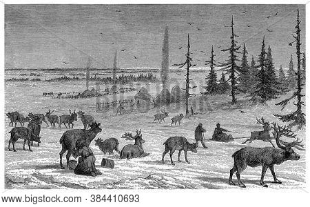 Reindeer of lapland, From the Dictionary of Word and Things, 1888.