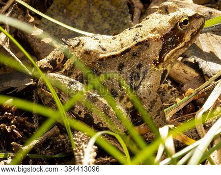Brown European Frog In The Forest Sitting In The Grass