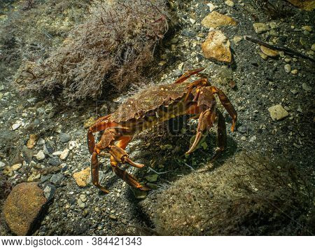 A Closeup Picture Of A Crab In A Beautiful Marine Environment. Picture From Oresund, Malmo In Southe