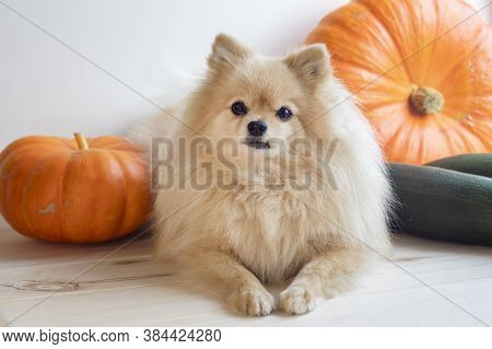 Cute Little Puppy, Pomeranian Spitz Dog With Pumpkins And Zucchini. Autumn Vegetable Harvesting.