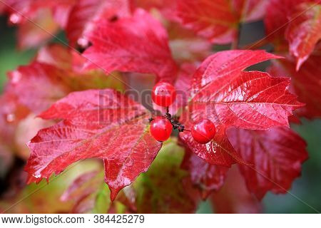 Viburnum Bush With Three Ripe Red Berries On Foreground And Many Wet Dense Red Leaves On Rainy Day H