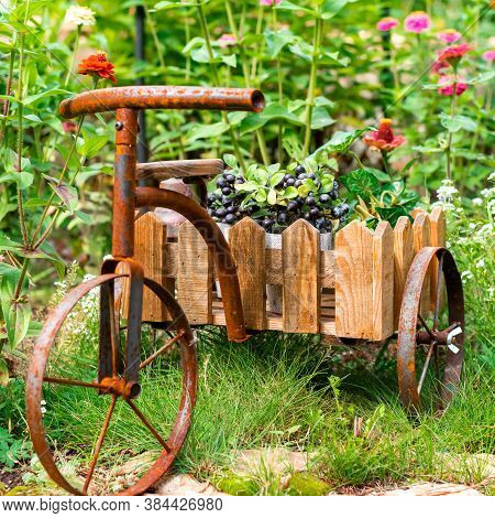 Bicycle-shaped Flower Stand On A Flower Bed In The Garden.