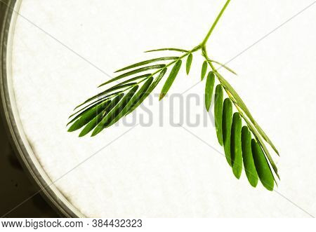 Proffesional Macro Photography Of Mimosa Pudica, Also Called Sensitive Plant, Sleepy Plant, Action P