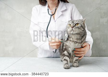 Checking The Cat By The Veterinarian With The Stethoscope.