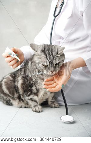Cat At The Vet's Appointment. Vertical Photography.