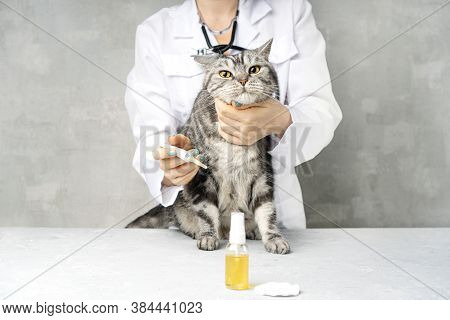 The Ear Mite Otodectes Cynotis Treatment In A Cats. Veterinarian Treats Cat's Ear. The Cat Looks At 