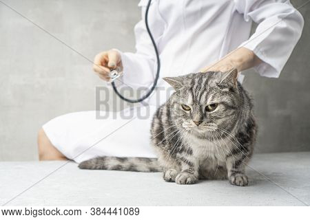 Vet Clinic. Scottish Cat Visit A Vet.