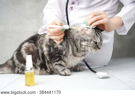Veterinarian Treats The Cat's Ear With Medicine