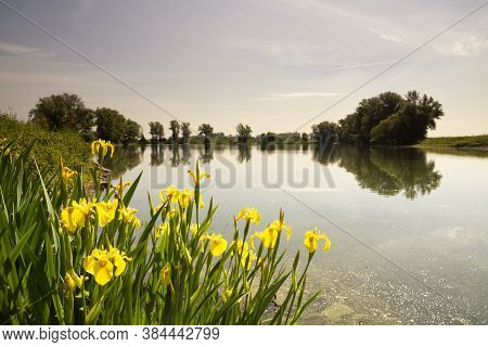 Group Of Yellow Iris On The Shore Of A Large Pond In The Floodplains Of The River Waal Near Echteld