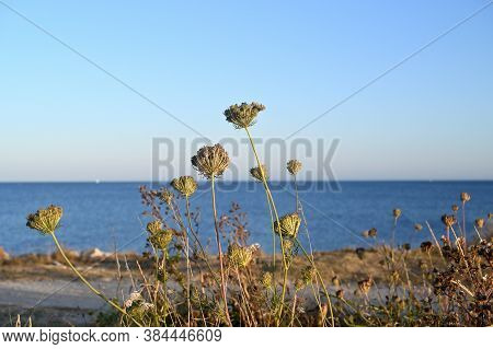 Closeup Of Grass Stems And Ocean In The Background.