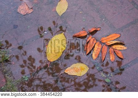 Yellow Fallen Leaves Lie On The Surface Of The Puddle In Autumn.floating Autumn Leaf. Fall Season Le