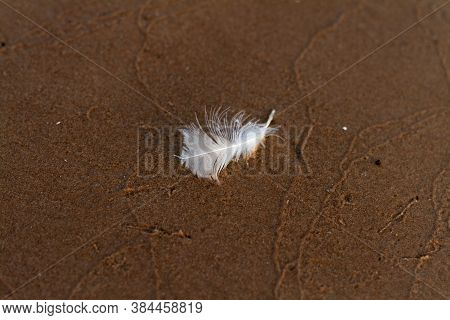 Lonely White Feather In Textured Brown Beach Sands