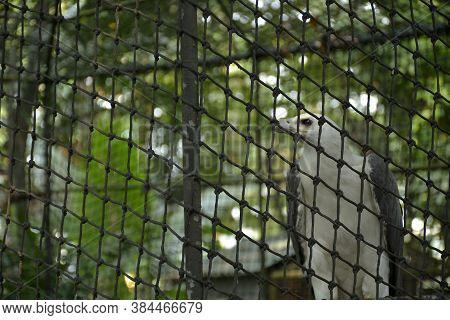 Quezon City, Ph - Oct 6 - Ninoy Aquino Parks And Wildlife White Eagle Bird On October 6, 2018 In Que