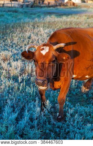 A Cow Grazes In A Meadow Looking For Food Among The Meager Semi-deserts Of The Kalmyk Steppes