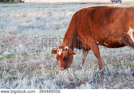 A Cow Grazes In A Meadow Looking For Food Among The Meager Semi-deserts Of The Kalmyk Steppes
