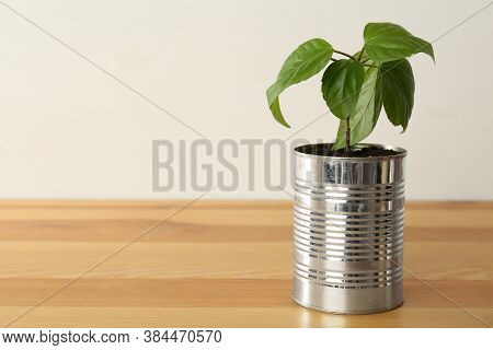 Hibiscus Plant In Tin Can On Wooden Table, Closeup. Space For Text