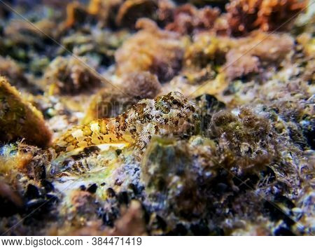 Species Of Combtooth Mediterranean Blenny Fish - Lipophrys Trigloides