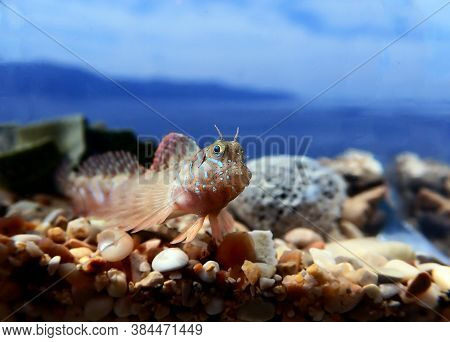 Sphinx Blenny Mediterranean Fish - (aidablennius Sphynx)