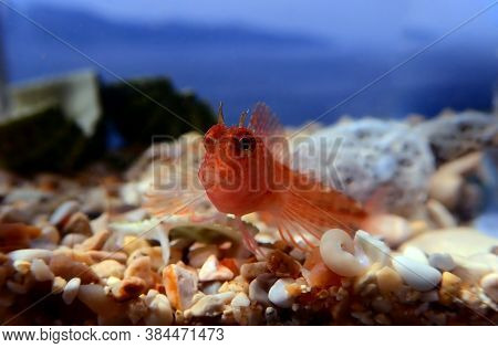 Zvonimirs Blenny, Mediterranean Fish - (parablennius Zvonimiri)