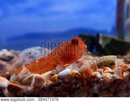 Zvonimirs Blenny, Mediterranean Fish - (parablennius Zvonimiri)