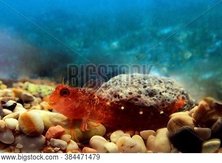 Zvonimirs Blenny, Mediterranean Fish - (parablennius Zvonimiri)