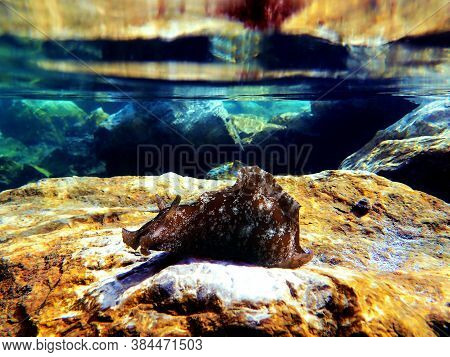 Underwater Shot On Large Sea Hare  In Mediterranean Sea (aplysia Punctata)