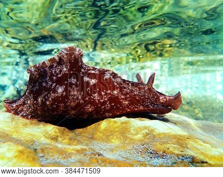 Underwater Shot On Large Sea Hare  In Mediterranean Sea (aplysia Punctata)