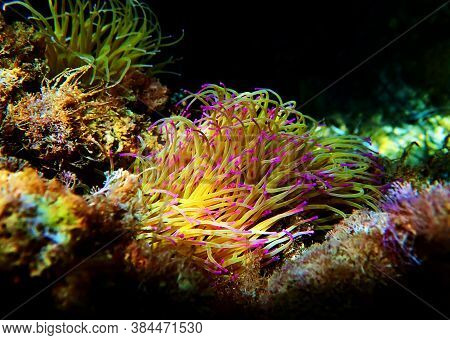 Mediterranean Snakelocks Sea Anemone - Anemonia Sulcata