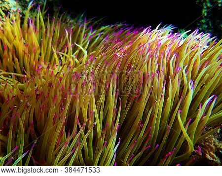 Mediterranean Snakelocks Sea Anemone - Anemonia Sulcata