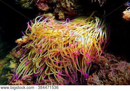 Mediterranean Snakelocks Sea Anemone - Anemonia Sulcata