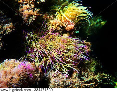Mediterranean Snakelocks Sea Anemone - Anemonia Sulcata