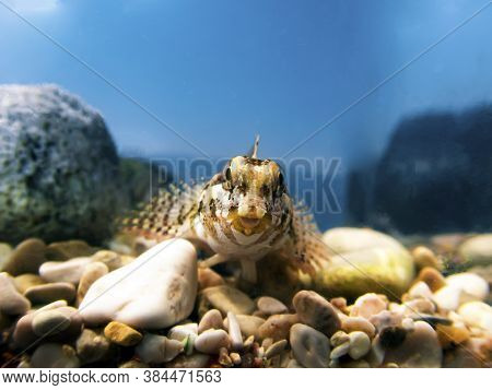 Combtooth Mediterranean Blenny Fish - Lipophrys Trigloides