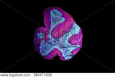 Symphyllia Brain Lps Coral - (symphyllia Agaricia)