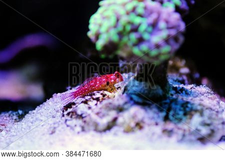 Red Ruby Dragonet Fish Is Amazing Natural Addition In Every Reef Aquarium