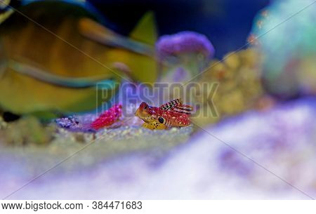 Red Ruby Dragonet Fish Is Amazing Natural Addition In Every Reef Aquarium