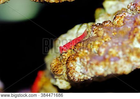 Red Ruby Dragonet Fish Is Amazing Natural Addition In Every Reef Aquarium