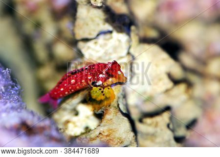Red Ruby Dragonet Fish Is Amazing Natural Addition In Every Reef Aquarium