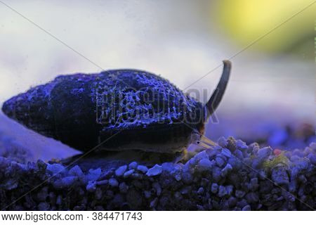 Nassa Mud Snail (dog Whelks) - Nassarius Arcularius
