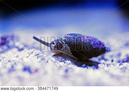 Nassa Mud Snail (dog Whelks) - Nassarius Arcularius