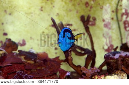 Pacific Regal Blue Tang - Paracanthurus Hepatus