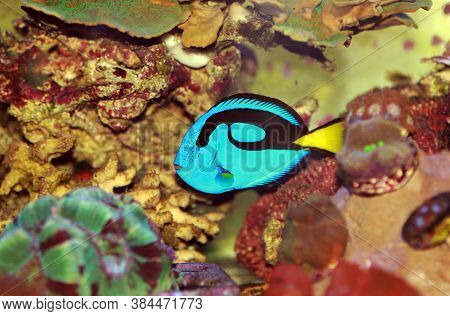 Pacific Regal Blue Tang - Paracanthurus Hepatus